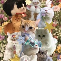 KITCAT SHOP