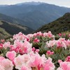 aaa