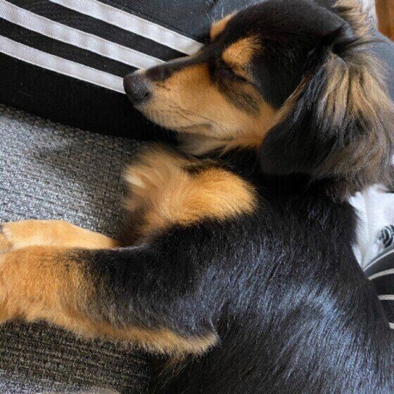 犬の寝相を解説 へそ天 丸くなる 腕枕 苦しくないの いぬのきもちnews