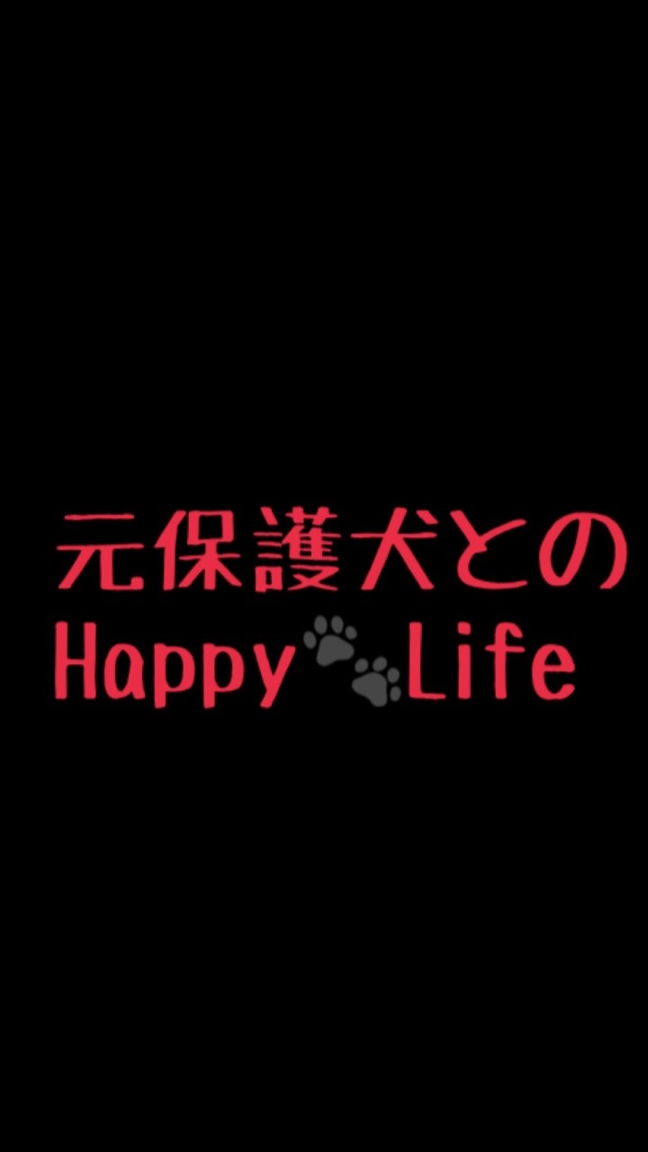 元保護犬とのHappy🐾Life