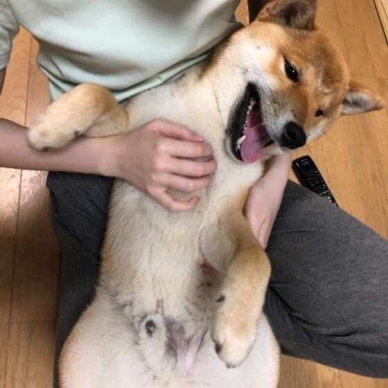 犬が保冷剤を食べた 誤飲 誤食トラブルに獣医師が回答