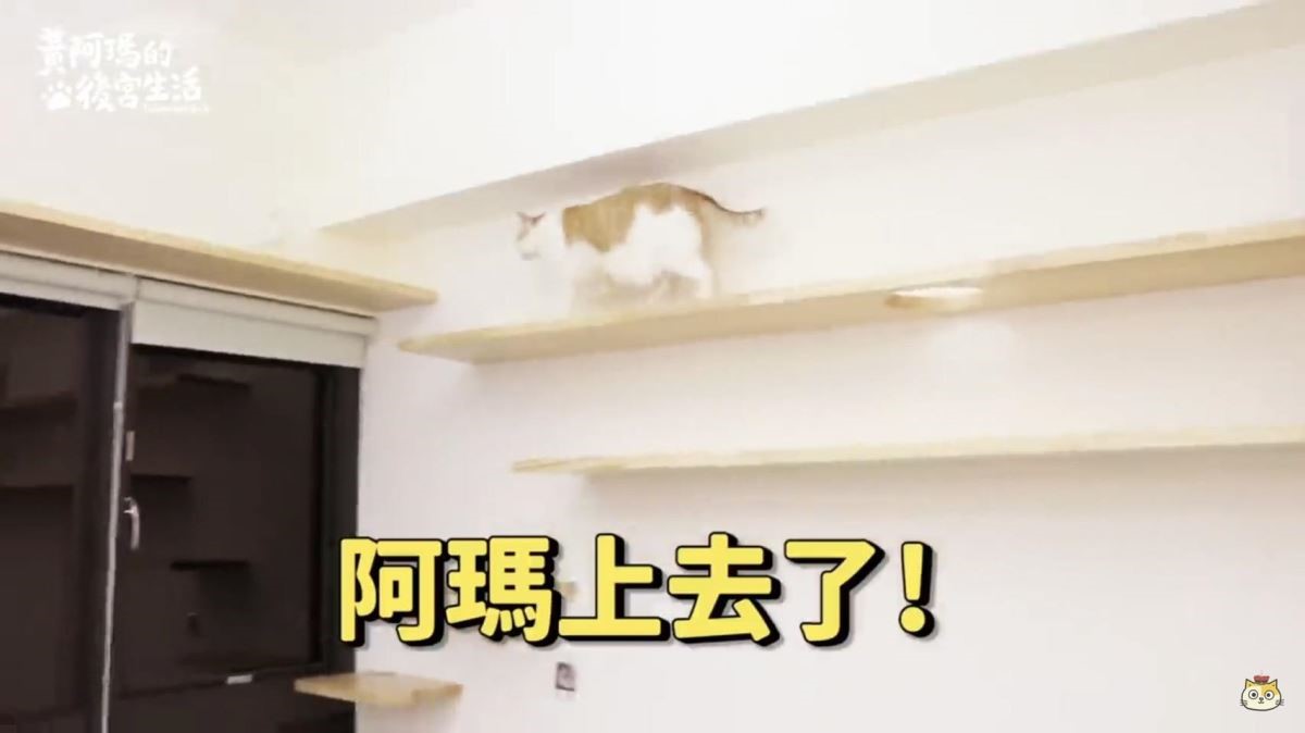 超長的貓步道為了讓重量級的貓咪可以安心行走，在承重上要下非常大的功夫。