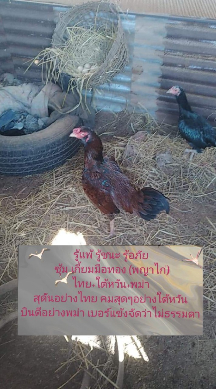 ซุ้ม เกี้ยมมือทอง