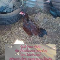 ซุ้ม เกี้ยมมือทอง