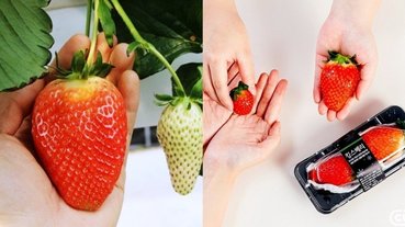 比手掌還大的巨無霸草莓！韓國新品種「KINGS BERRRY」大爆紅，草莓控還不吃爆！
