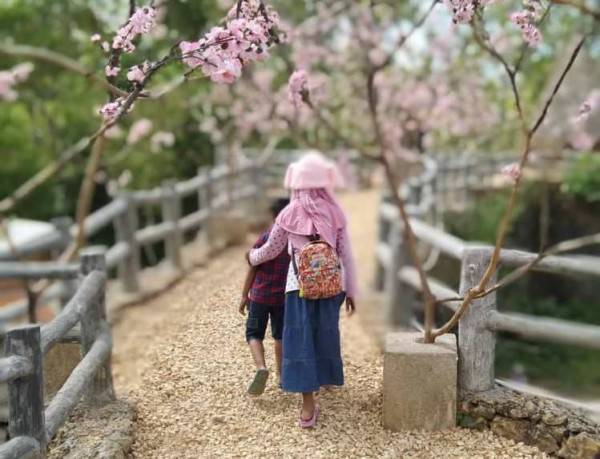 7 Tempat Wisata Di Indonesia Dengan Spot Bunga Sakura Cantik