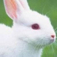 小兔子聊天室