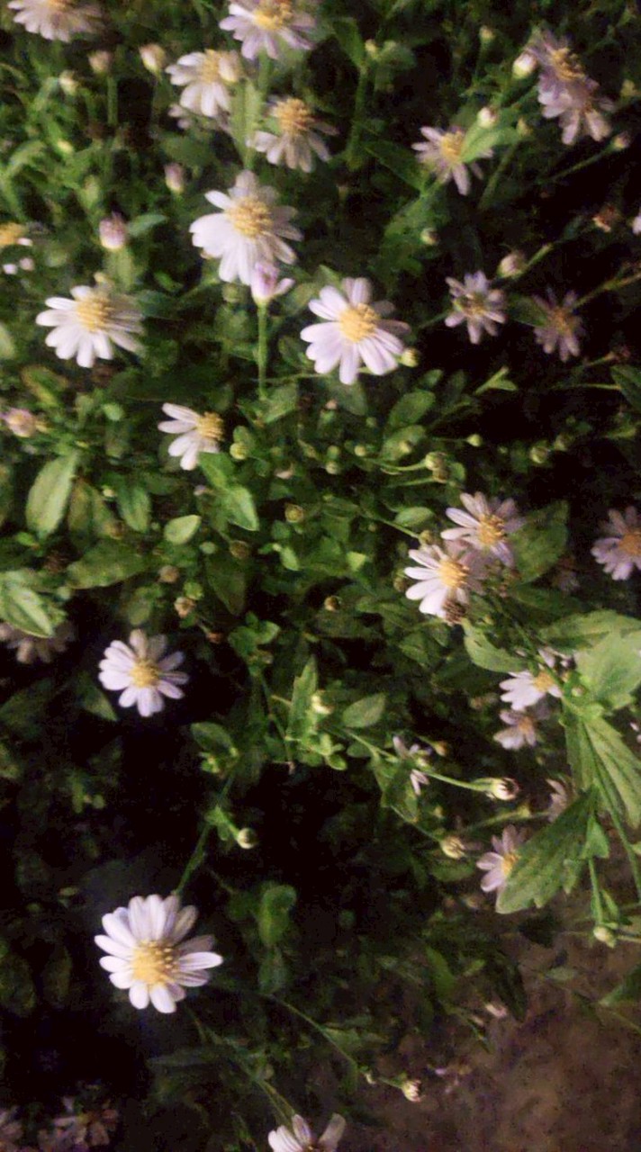 คุยเล่นนะคะ เข้ากันมาเยอะๆเลยน้าาจ๊ะะ(*^▽^)/★*☆♪🪷♥️