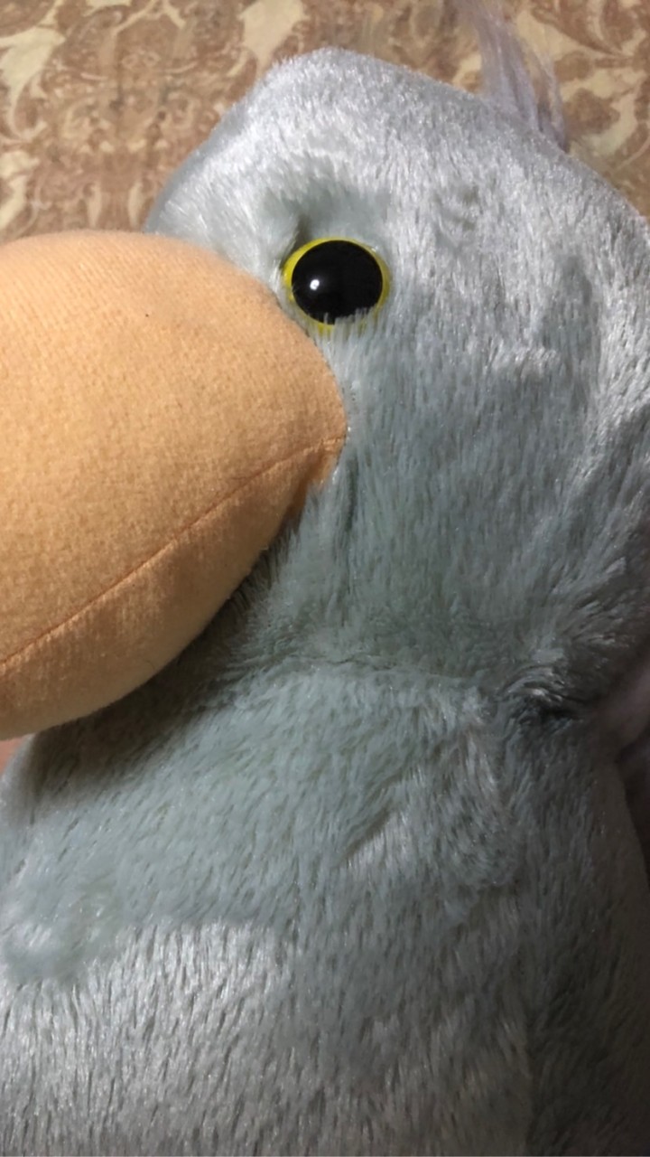 鳥類教会のオープンチャット