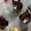 ☘️🐶フレブルfamily2☘️