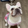 ☘️🐶フレブルfamily2☘️
