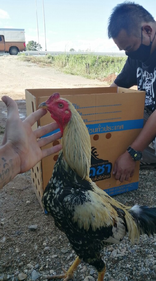 ซื้อ-ขาย ไก่ชนเชียงราย