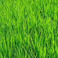 田舎住みのあつまり