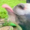 くしゃみキャンセルさせ界隈