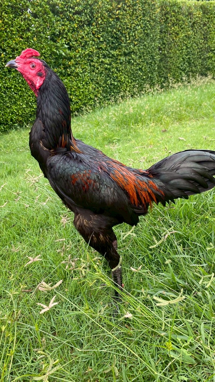 ราชสีห์บ้านนอก(พัทยา)