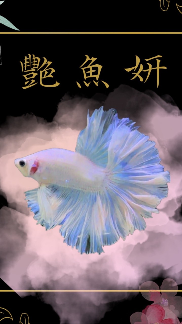 艷魚妍-展示級鬥魚（競標、直購）