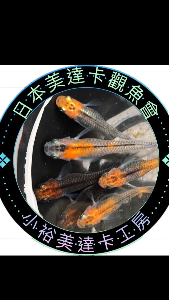 日本美達卡觀魚會