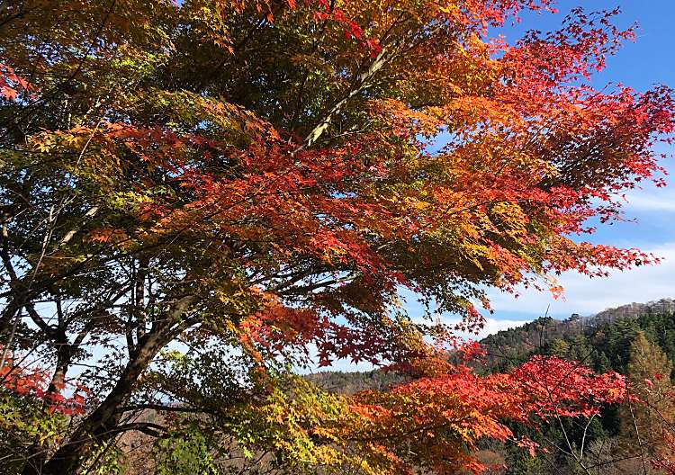 泉ボタニカルガーデン イズミボタニカルガーデン 福岡 植物園 樹木園 By Line Place