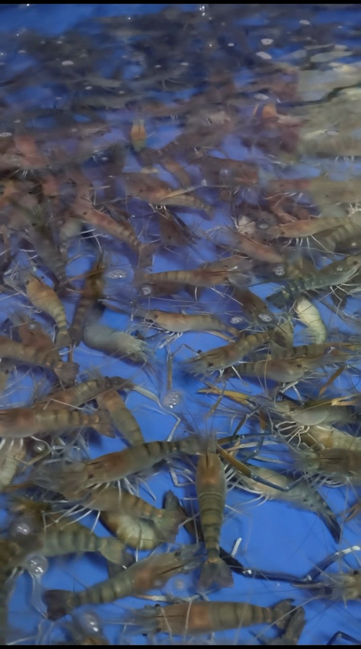 เกรียนแกะกุ้ง (ข้าวกุ้งแกะ/กุ้งแกะ)