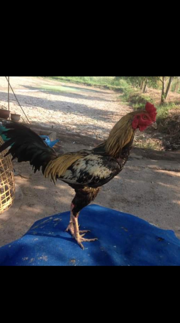 ไก่ชนจล่ำอินเตอร์-มหาสารคาม
