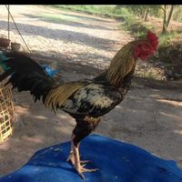 ไก่ชนจล่ำอินเตอร์-มหาสารคาม