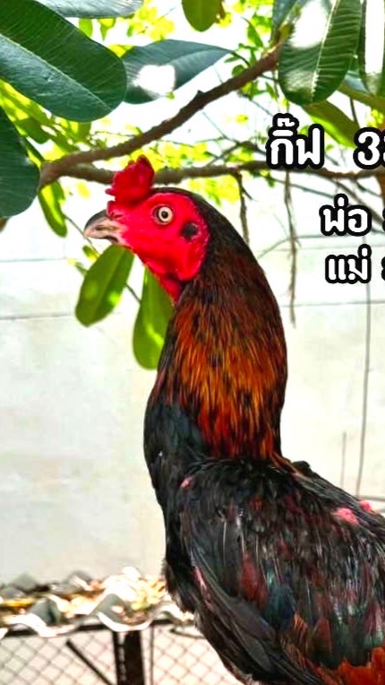 เหล่าเพิ่มทรัพย์ ฟาร์ม เพชรบูรณ์