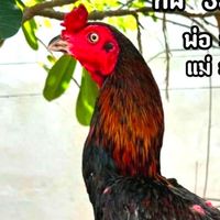 เหล่าเพิ่มทรัพย์ ฟาร์ม เพชรบูรณ์