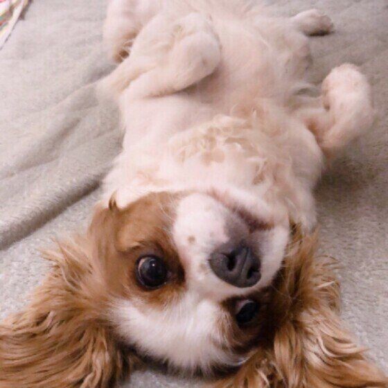 犬がおなかを見せるとき の3つの心理