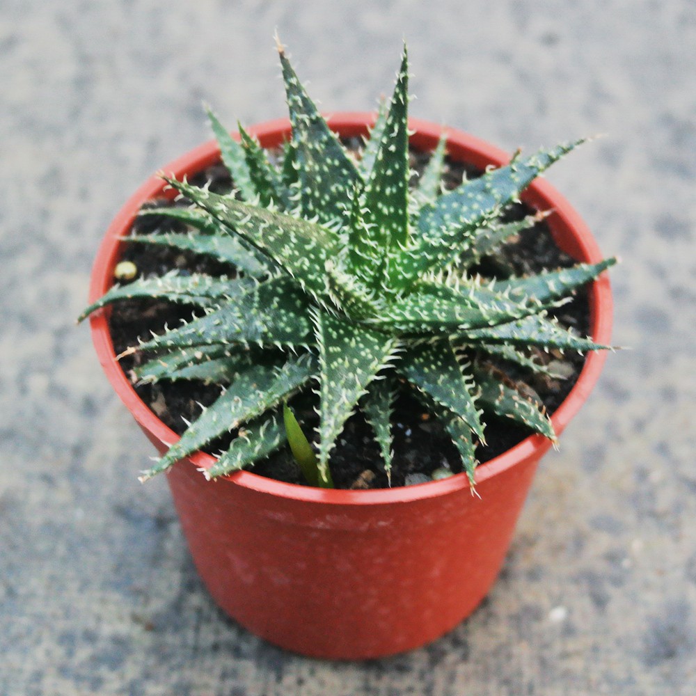 荳荳多肉植物與小雜貨-拍拍蘆薈