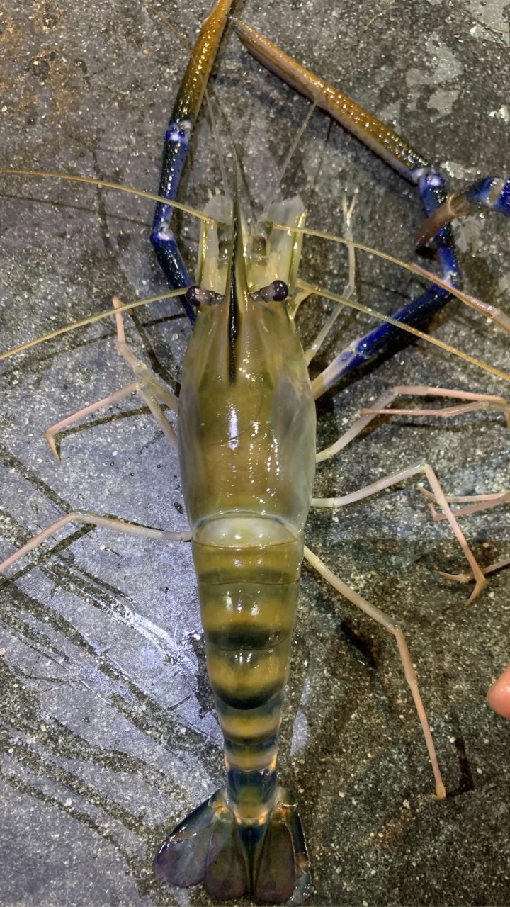 桃園愛釣大公饕客群（自售）