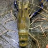 桃園愛釣大公饕客群（自售）