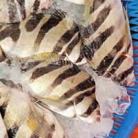 南方澳鮮魚網