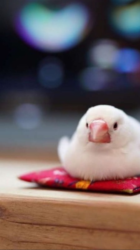 だんごだいかぞく(自主練)