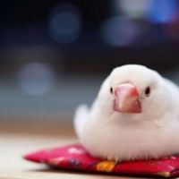 だんごだいかぞく(自主練)