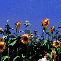 この青春を遊びつくせ！虹桃学パロ！