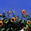 この青春を遊びつくせ！虹桃学パロ！