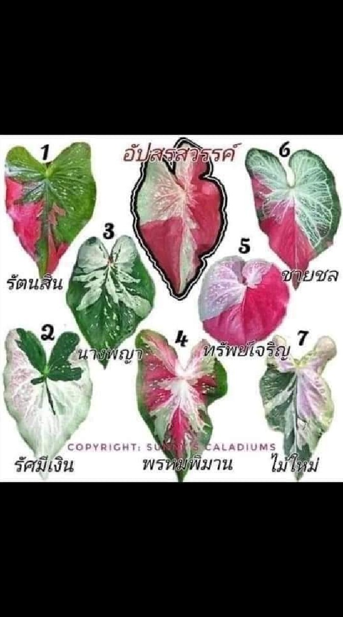 ทัพฟ้า บอนสี
