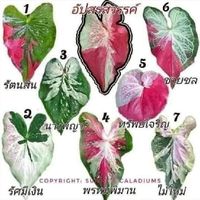 ทัพฟ้า บอนสี