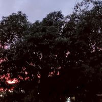 家族ごっこ！（恋愛◯メイド◯執事◯双子◯）