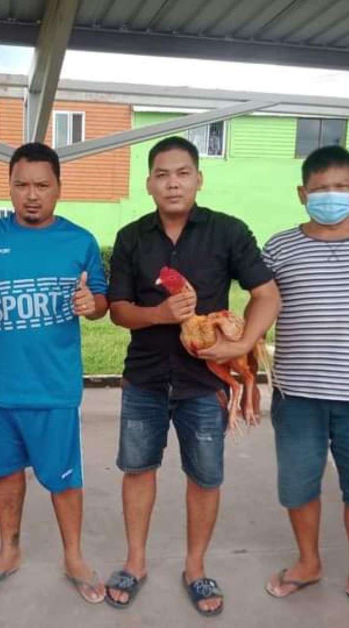 กลุ่มไก่ชนพญาอินทรีย์