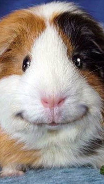 Cavy.Hommy home (คนรักน้องแกสบี้)