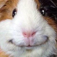 Cavy.Hommy home (คนรักน้องแกสบี้)