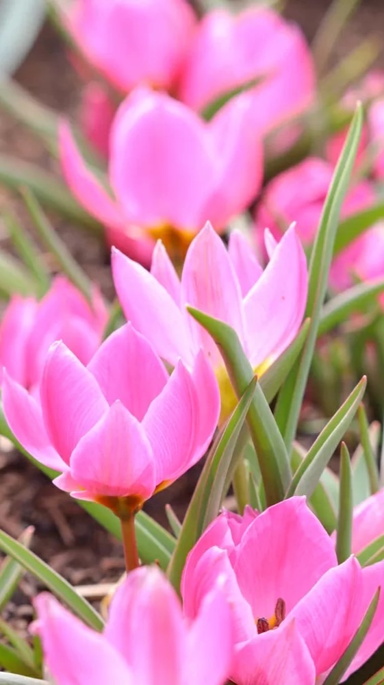 関西人&関西好きな人おいでー！！