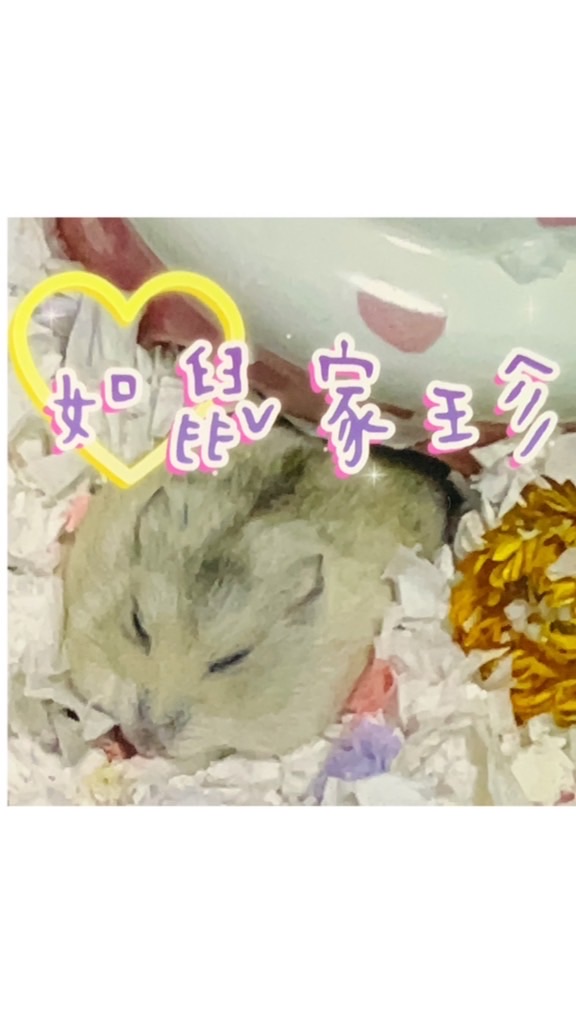 如鼠家珍🐹倉鼠用品零食主食