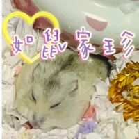 如鼠家珍🐹倉鼠用品零食主食