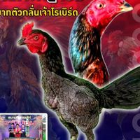จิรพัฒน์ฟาร์ม🐓