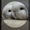 荷蘭垂耳兔#荷蘭垂耳兔兔舍#熊之谷兔舍#台灣基隆
