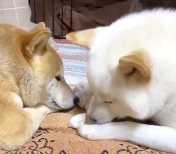 お母さんに追いかけてほしくて 大切なものを持ち出す犬