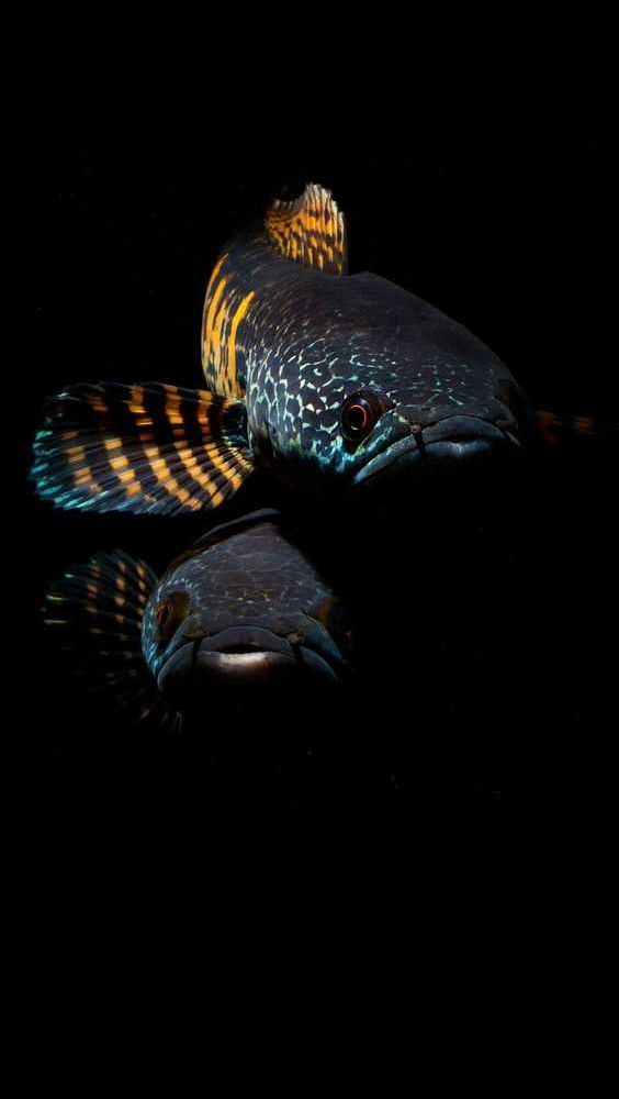 「藝境」 雷龍魚/飼料交流區