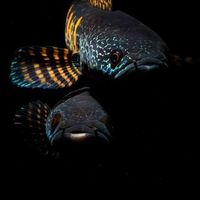 「藝境」 雷龍魚/飼料交流區